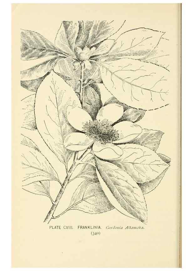 Reproducción/Reproduction 8426193341: Southern wild flowers and trees,. New York,Stokes[1901]