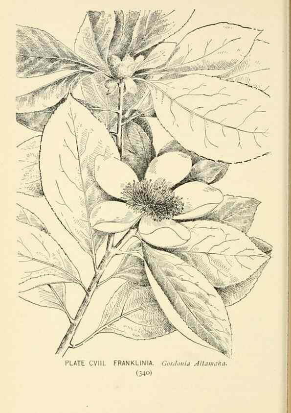 Reproducción/Reproduction 8426193341: Southern wild flowers and trees,. New York,Stokes[1901]