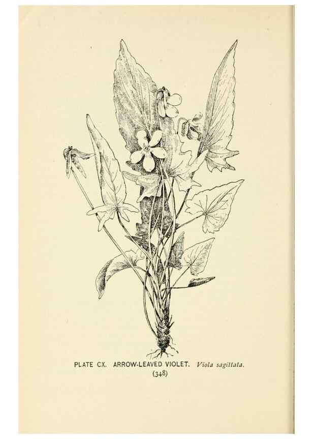 Reproducción/Reproduction 8427285926: Southern wild flowers and trees,. New York,Stokes[1901]