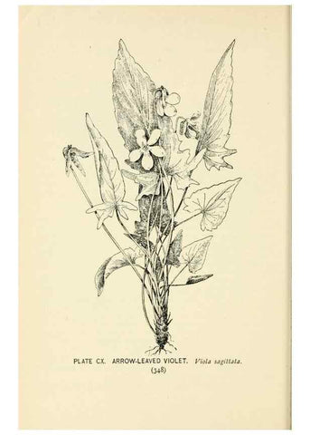 Reproducción/Reproduction 8427285926: Southern wild flowers and trees,. New York,Stokes[1901]