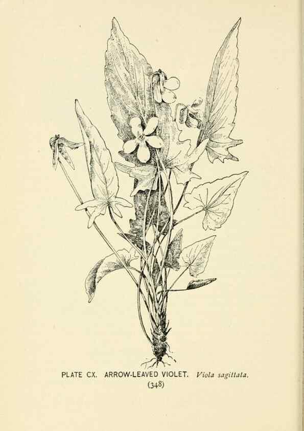 Reproducción/Reproduction 8427285926: Southern wild flowers and trees,. New York,Stokes[1901]