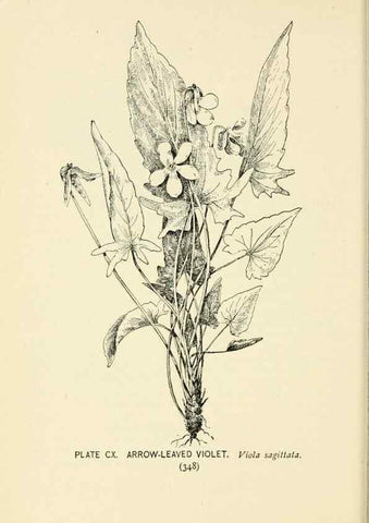 Reproducción/Reproduction 8427285926: Southern wild flowers and trees,. New York,Stokes[1901]