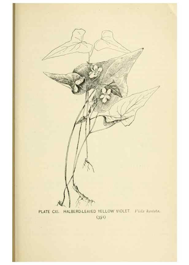 Reproducción/Reproduction 8426195175: Southern wild flowers and trees,. New York,Stokes[1901]