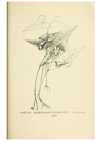 Reproducción/Reproduction 8426195175: Southern wild flowers and trees,. New York,Stokes[1901]