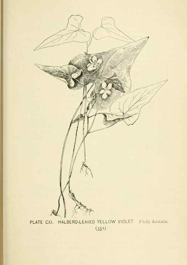 Reproducción/Reproduction 8426195175: Southern wild flowers and trees,. New York,Stokes[1901]