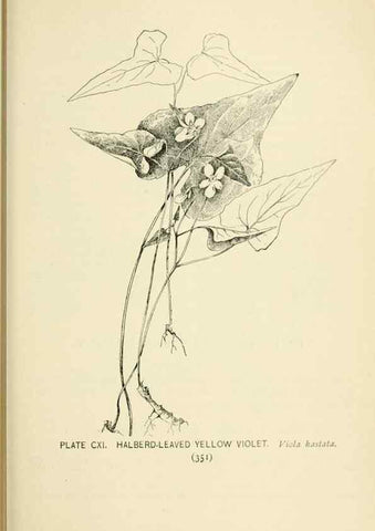 Reproducción/Reproduction 8426195175: Southern wild flowers and trees,. New York,Stokes[1901]