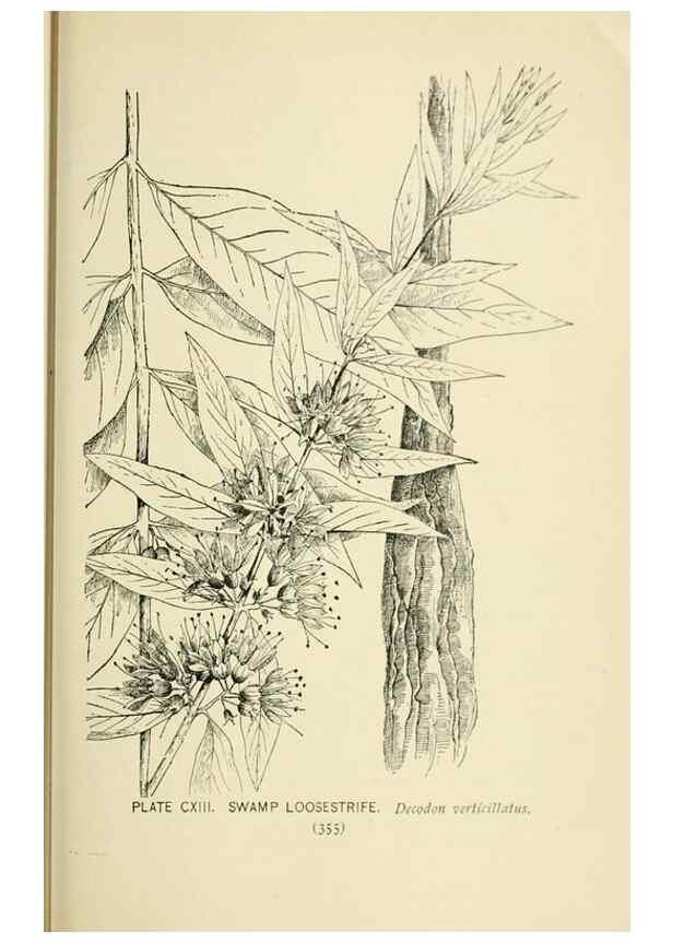 Reproducción/Reproduction 8426196191: Southern wild flowers and trees,. New York,Stokes[1901]