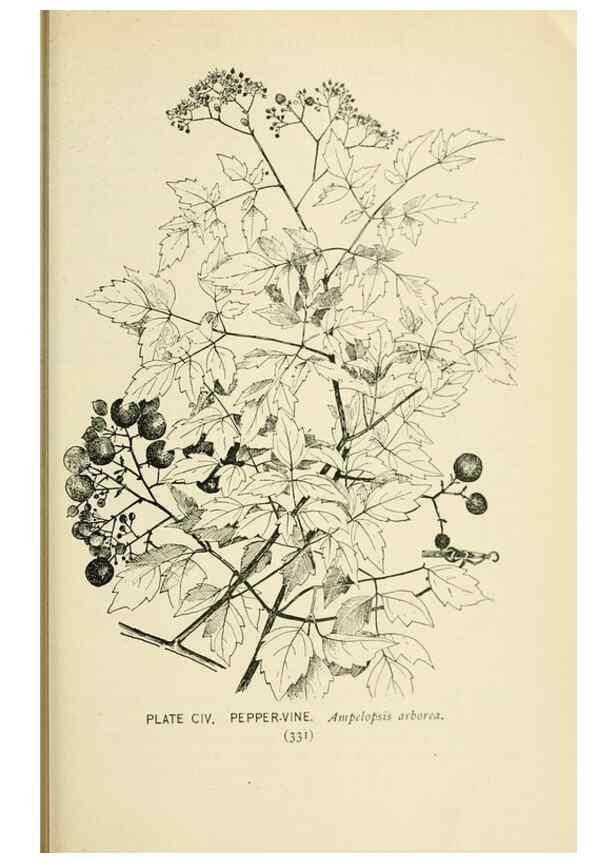 Reproducción/Reproduction 8427282194: Southern wild flowers and trees,. New York,Stokes[1901]