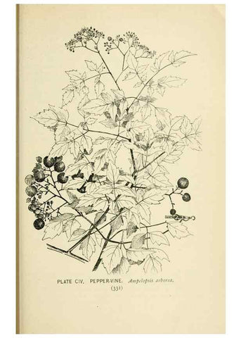 Reproducción/Reproduction 8427282194: Southern wild flowers and trees,. New York,Stokes[1901]