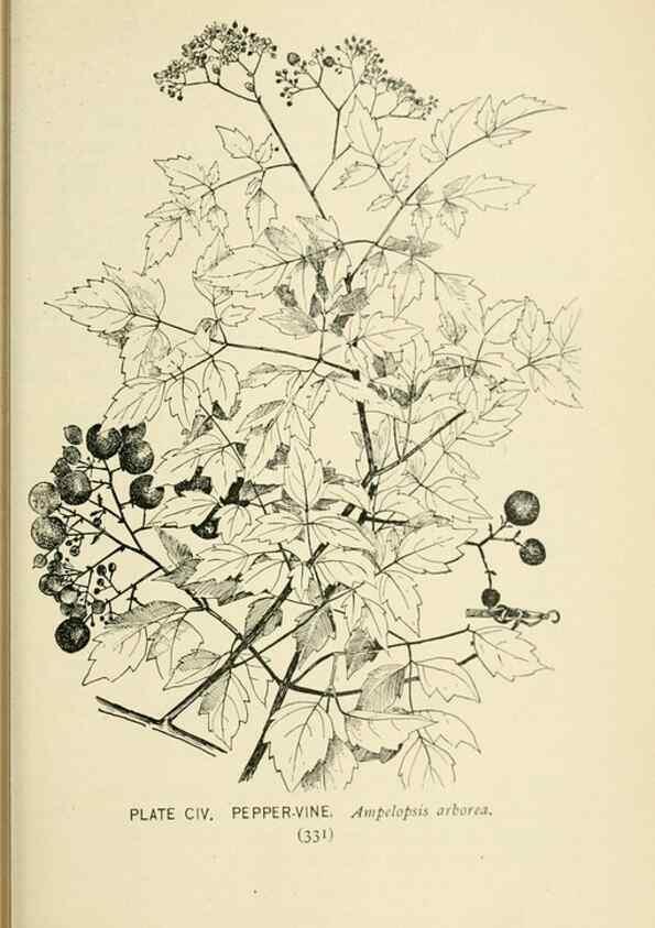 Reproducción/Reproduction 8427282194: Southern wild flowers and trees,. New York,Stokes[1901]