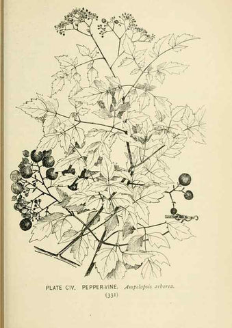 Reproducción/Reproduction 8427282194: Southern wild flowers and trees,. New York,Stokes[1901]