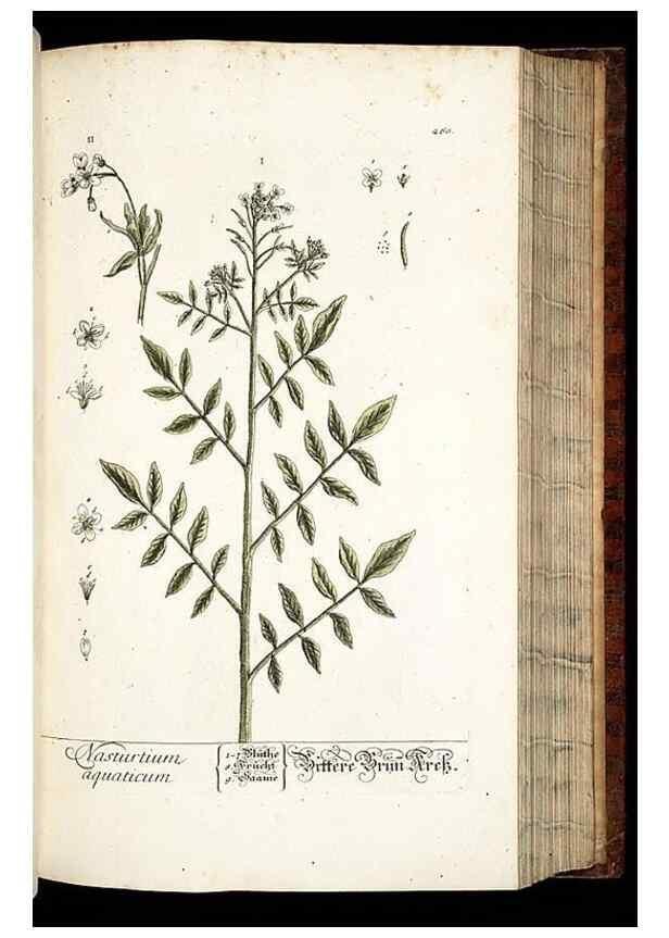 Reproducción/Reproduction 8428888915: Herbarium Blackwellianum emendatum et auctum, id est, Elisabethae Blackwell collectio stirpium. Norimbergae : Typis Io. Iosephi Fleischmanni, 1750-1773.