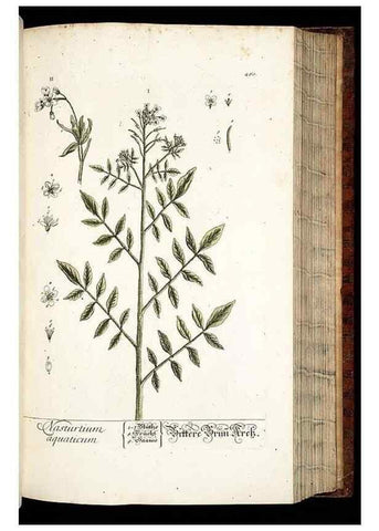 Reproducción/Reproduction 8428888915: Herbarium Blackwellianum emendatum et auctum, id est, Elisabethae Blackwell collectio stirpium. Norimbergae : Typis Io. Iosephi Fleischmanni, 1750-1773.