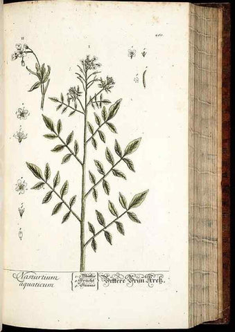 Reproducción/Reproduction 8428888915: Herbarium Blackwellianum emendatum et auctum, id est, Elisabethae Blackwell collectio stirpium. Norimbergae : Typis Io. Iosephi Fleischmanni, 1750-1773.