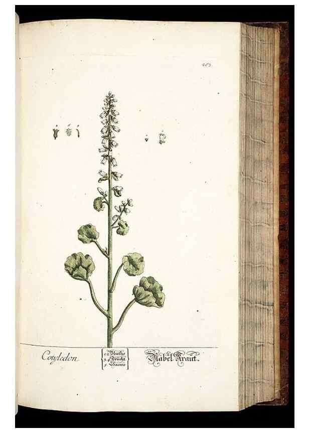 Reproducción/Reproduction 8429978018: Herbarium Blackwellianum emendatum et auctum, id est, Elisabethae Blackwell collectio stirpium. Norimbergae : Typis Io. Iosephi Fleischmanni, 1750-1773.