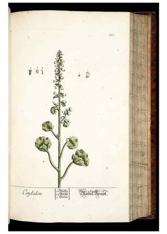 Reproducción/Reproduction 8429978018: Herbarium Blackwellianum emendatum et auctum, id est, Elisabethae Blackwell collectio stirpium. Norimbergae : Typis Io. Iosephi Fleischmanni, 1750-1773.