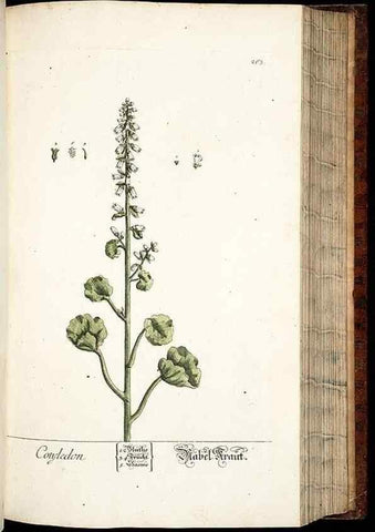 Reproducción/Reproduction 8429978018: Herbarium Blackwellianum emendatum et auctum, id est, Elisabethae Blackwell collectio stirpium. Norimbergae : Typis Io. Iosephi Fleischmanni, 1750-1773.