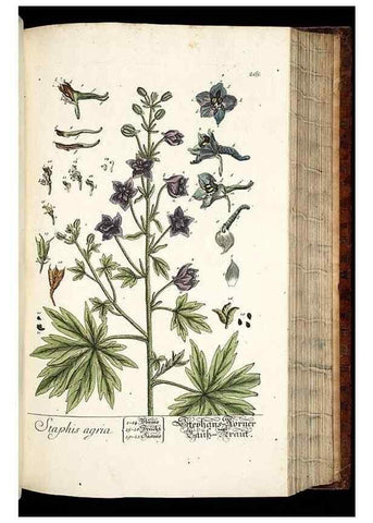 Reproducción/Reproduction 8428890657: Herbarium Blackwellianum emendatum et auctum, id est, Elisabethae Blackwell collectio stirpium. Norimbergae : Typis Io. Iosephi Fleischmanni, 1750-1773.