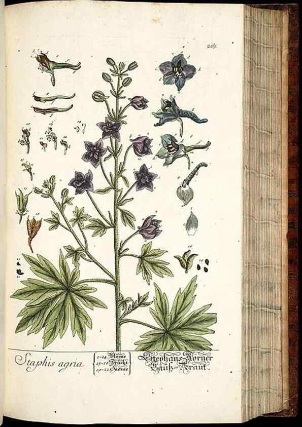 Reproducción/Reproduction 8428890657: Herbarium Blackwellianum emendatum et auctum, id est, Elisabethae Blackwell collectio stirpium. Norimbergae : Typis Io. Iosephi Fleischmanni, 1750-1773.
