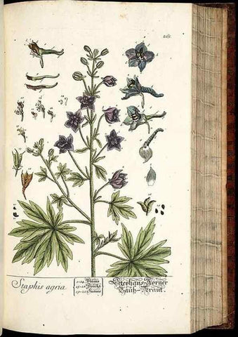 Reproducción/Reproduction 8428890657: Herbarium Blackwellianum emendatum et auctum, id est, Elisabethae Blackwell collectio stirpium. Norimbergae : Typis Io. Iosephi Fleischmanni, 1750-1773.