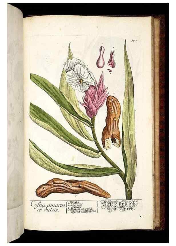 Reproducción/Reproduction 8428918757: Herbarium Blackwellianum emendatum et auctum, id est, Elisabethae Blackwell collectio stirpium. Norimbergae : Typis Io. Iosephi Fleischmanni, 1750-1773.