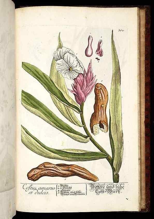 Reproducción/Reproduction 8428918757: Herbarium Blackwellianum emendatum et auctum, id est, Elisabethae Blackwell collectio stirpium. Norimbergae : Typis Io. Iosephi Fleischmanni, 1750-1773.