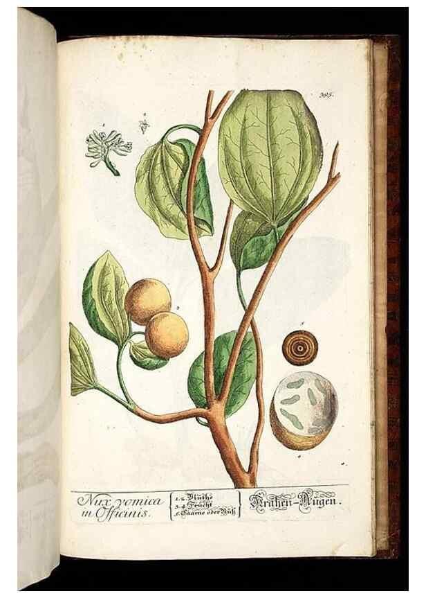 Reproducción/Reproduction 8428918897: Herbarium Blackwellianum emendatum et auctum, id est, Elisabethae Blackwell collectio stirpium. Norimbergae : Typis Io. Iosephi Fleischmanni, 1750-1773.