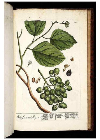 Reproducción/Reproduction 8430008434: Herbarium Blackwellianum emendatum et auctum, id est, Elisabethae Blackwell collectio stirpium. Norimbergae : Typis Io. Iosephi Fleischmanni, 1750-1773.