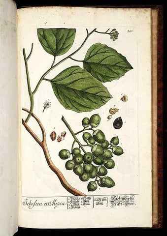 Reproducción/Reproduction 8430008434: Herbarium Blackwellianum emendatum et auctum, id est, Elisabethae Blackwell collectio stirpium. Norimbergae : Typis Io. Iosephi Fleischmanni, 1750-1773.