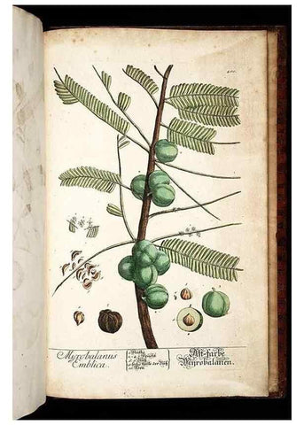 Reproducción/Reproduction 8428920263: Herbarium Blackwellianum emendatum et auctum, id est, Elisabethae Blackwell collectio stirpium. Norimbergae : Typis Io. Iosephi Fleischmanni, 1750-1773.