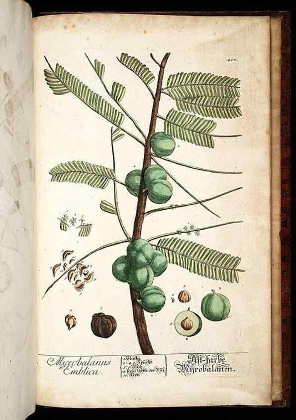 Reproducción/Reproduction 8428920263: Herbarium Blackwellianum emendatum et auctum, id est, Elisabethae Blackwell collectio stirpium. Norimbergae : Typis Io. Iosephi Fleischmanni, 1750-1773.