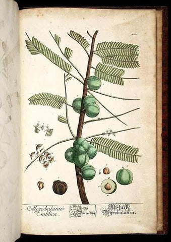 Reproducción/Reproduction 8428920263: Herbarium Blackwellianum emendatum et auctum, id est, Elisabethae Blackwell collectio stirpium. Norimbergae : Typis Io. Iosephi Fleischmanni, 1750-1773.