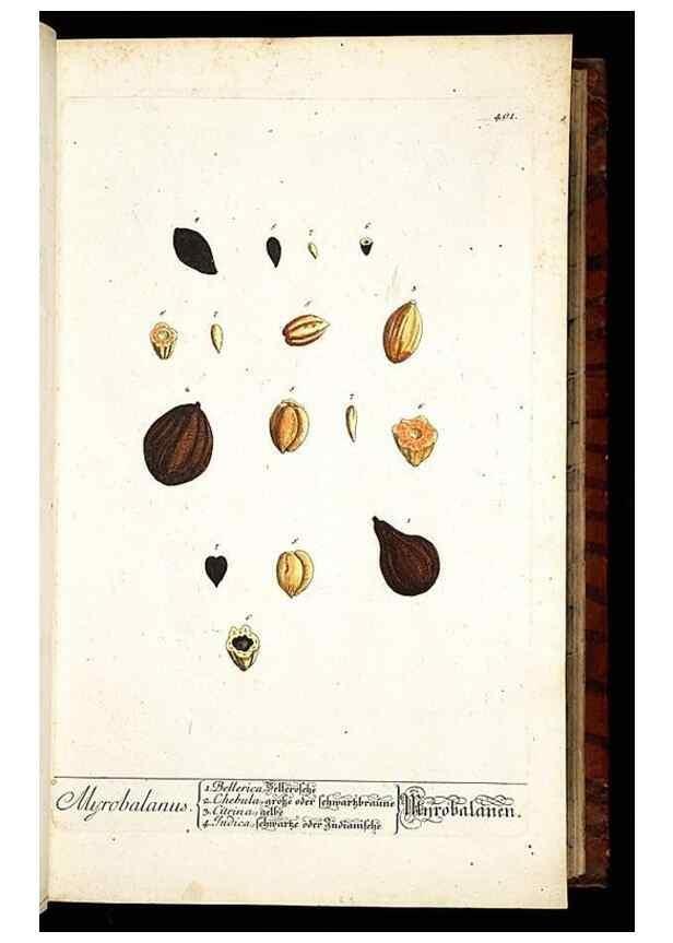 Reproducción/Reproduction 8428949575: Herbarium Blackwellianum emendatum et auctum, id est, Elisabethae Blackwell collectio stirpium. Norimbergae : Typis Io. Iosephi Fleischmanni, 1750-1773.