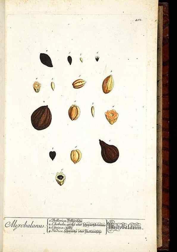 Reproducción/Reproduction 8428949575: Herbarium Blackwellianum emendatum et auctum, id est, Elisabethae Blackwell collectio stirpium. Norimbergae : Typis Io. Iosephi Fleischmanni, 1750-1773.