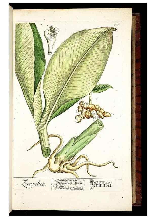 Reproducción/Reproduction 8430038380: Herbarium Blackwellianum emendatum et auctum, id est, Elisabethae Blackwell collectio stirpium. Norimbergae : Typis Io. Iosephi Fleischmanni, 1750-1773.