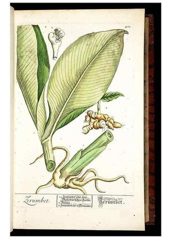 Reproducción/Reproduction 8430038380: Herbarium Blackwellianum emendatum et auctum, id est, Elisabethae Blackwell collectio stirpium. Norimbergae : Typis Io. Iosephi Fleischmanni, 1750-1773.