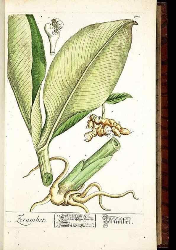 Reproducción/Reproduction 8430038380: Herbarium Blackwellianum emendatum et auctum, id est, Elisabethae Blackwell collectio stirpium. Norimbergae : Typis Io. Iosephi Fleischmanni, 1750-1773.