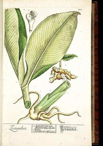 Reproducción/Reproduction 8430038380: Herbarium Blackwellianum emendatum et auctum, id est, Elisabethae Blackwell collectio stirpium. Norimbergae : Typis Io. Iosephi Fleischmanni, 1750-1773.