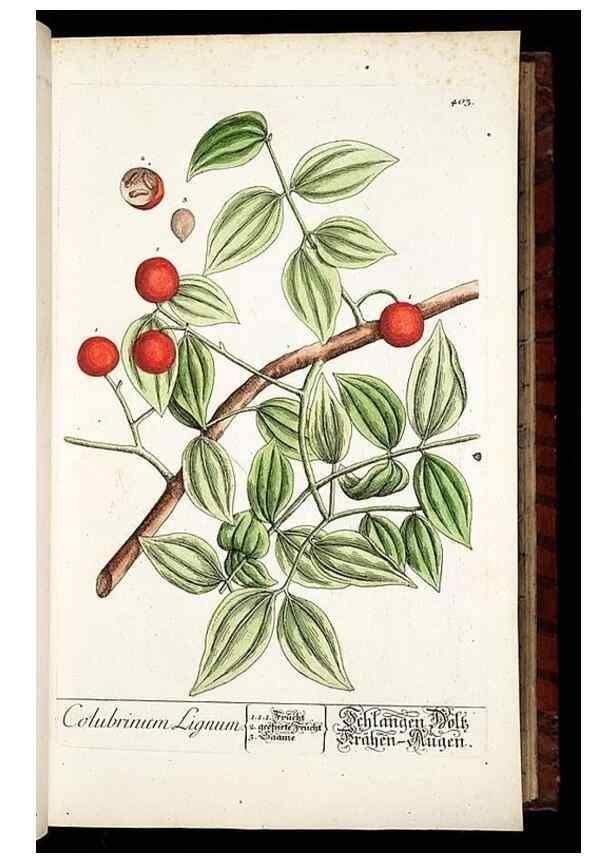 Reproducción/Reproduction 8430038770: Herbarium Blackwellianum emendatum et auctum, id est, Elisabethae Blackwell collectio stirpium. Norimbergae : Typis Io. Iosephi Fleischmanni, 1750-1773.