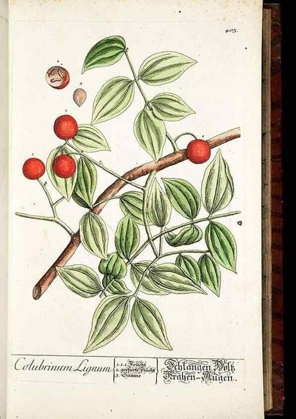 Reproducción/Reproduction 8430038770: Herbarium Blackwellianum emendatum et auctum, id est, Elisabethae Blackwell collectio stirpium. Norimbergae : Typis Io. Iosephi Fleischmanni, 1750-1773.