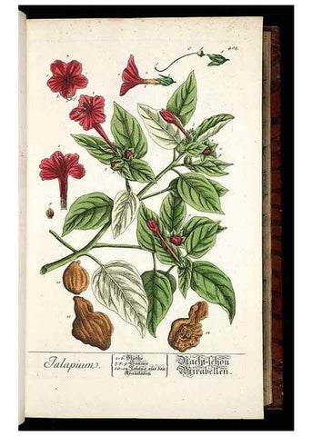 Reproducción/Reproduction 8428950415: Herbarium Blackwellianum emendatum et auctum, id est, Elisabethae Blackwell collectio stirpium. Norimbergae : Typis Io. Iosephi Fleischmanni, 1750-1773.