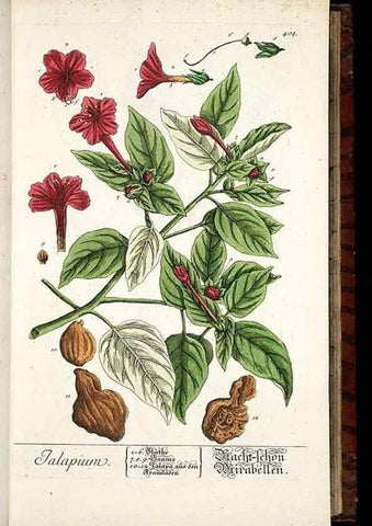 Reproducción/Reproduction 8428950415: Herbarium Blackwellianum emendatum et auctum, id est, Elisabethae Blackwell collectio stirpium. Norimbergae : Typis Io. Iosephi Fleischmanni, 1750-1773.