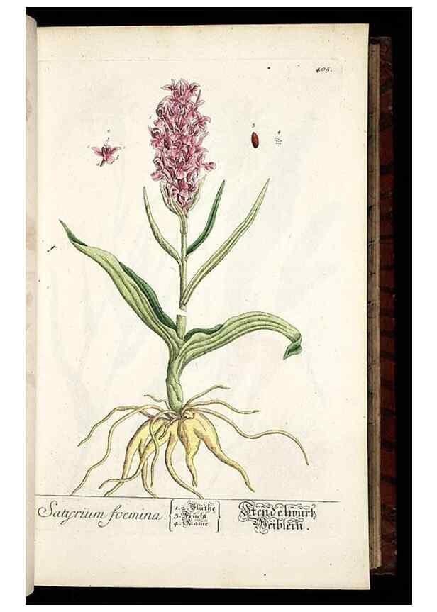 Reproducción/Reproduction 8428950713: Herbarium Blackwellianum emendatum et auctum, id est, Elisabethae Blackwell collectio stirpium. Norimbergae : Typis Io. Iosephi Fleischmanni, 1750-1773.