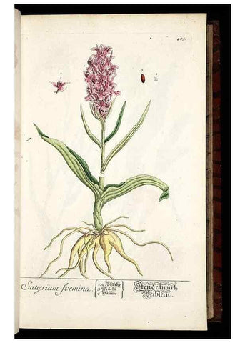 Reproducción/Reproduction 8428950713: Herbarium Blackwellianum emendatum et auctum, id est, Elisabethae Blackwell collectio stirpium. Norimbergae : Typis Io. Iosephi Fleischmanni, 1750-1773.