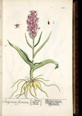 Reproducción/Reproduction 8428950713: Herbarium Blackwellianum emendatum et auctum, id est, Elisabethae Blackwell collectio stirpium. Norimbergae : Typis Io. Iosephi Fleischmanni, 1750-1773.