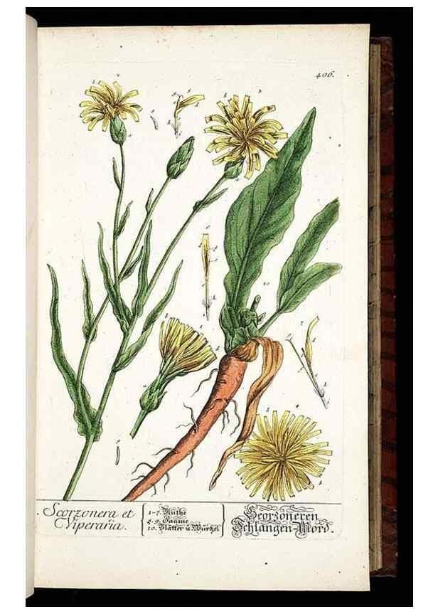 Reproducción/Reproduction 8430039744: Herbarium Blackwellianum emendatum et auctum, id est, Elisabethae Blackwell collectio stirpium. Norimbergae : Typis Io. Iosephi Fleischmanni, 1750-1773.