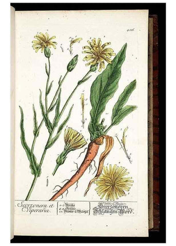 Reproducción/Reproduction 8430039744: Herbarium Blackwellianum emendatum et auctum, id est, Elisabethae Blackwell collectio stirpium. Norimbergae : Typis Io. Iosephi Fleischmanni, 1750-1773.