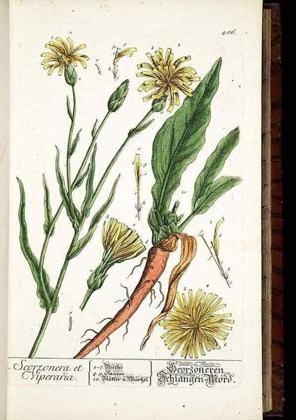 Reproducción/Reproduction 8430039744: Herbarium Blackwellianum emendatum et auctum, id est, Elisabethae Blackwell collectio stirpium. Norimbergae : Typis Io. Iosephi Fleischmanni, 1750-1773.