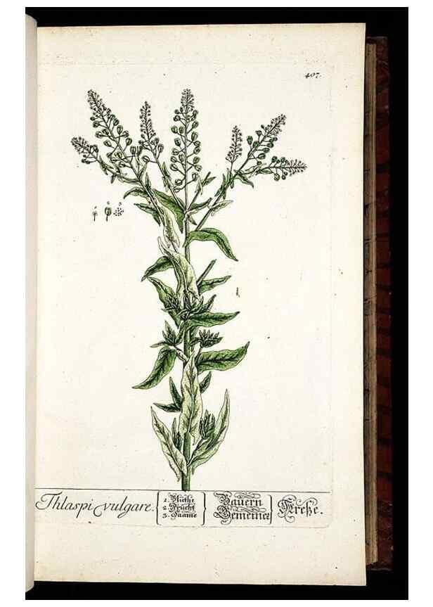 Reproducción/Reproduction 8430040266: Herbarium Blackwellianum emendatum et auctum, id est, Elisabethae Blackwell collectio stirpium. Norimbergae : Typis Io. Iosephi Fleischmanni, 1750-1773.
