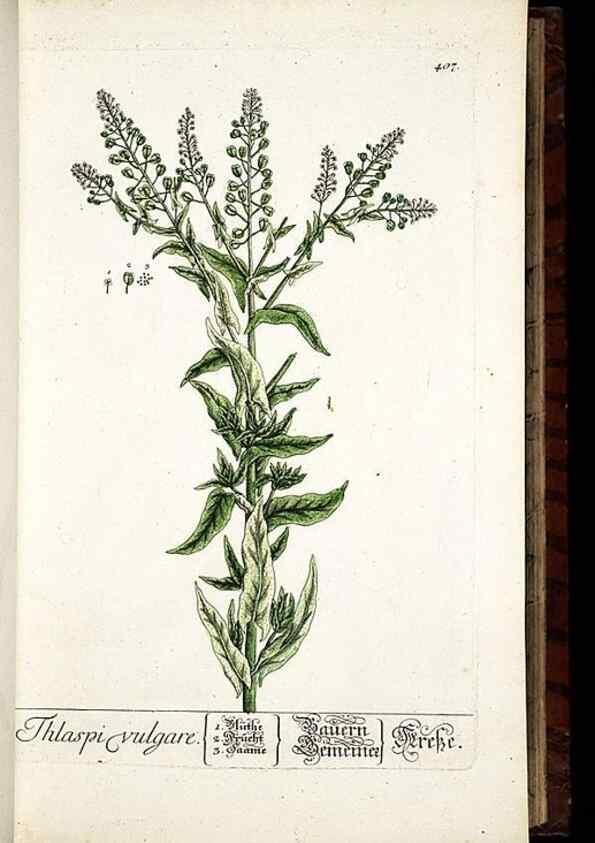 Reproducción/Reproduction 8430040266: Herbarium Blackwellianum emendatum et auctum, id est, Elisabethae Blackwell collectio stirpium. Norimbergae : Typis Io. Iosephi Fleischmanni, 1750-1773.